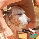 Spray calmant pour Chien et Chat