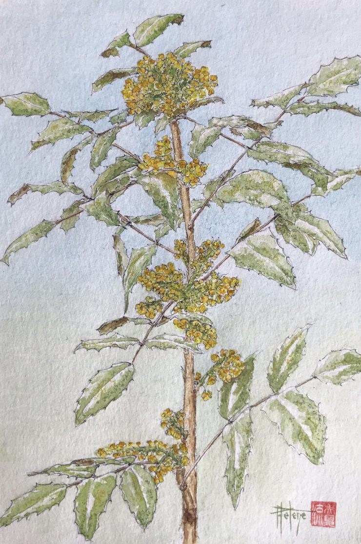 Carte postale imprimée, « Mahonia en fleurs»
